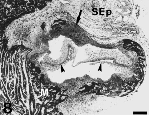 Fig. 8