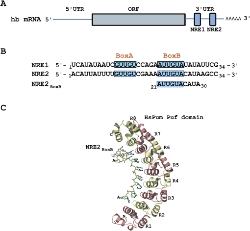 FIGURE 1.