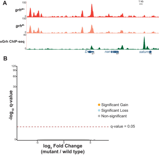 Fig. 2. Maternally encoded Grh is not required for chromatin accessibility. (A) UCSC genome browser tracks of a representative locus showing single replicates of stage 5 wild-type control (grhM+) and maternal depletion (grhM−) ATAC-seq along with ChIP-seq peaks for Grh from stage 5 embryos (Nevil et al., 2017). (B) Volcano plots of all accessible regions in comparisons between the grh maternal depletion and heterozygous siblings. Significance of change in accessibility reported by −log10(q-value) on the y-axis, and magnitude of change by log2(fold change) on the x-axis. Regions that significantly gain (orange) or lose (blue) accessibility are defined as those with a q-value <0.05. Non-significant changes are those with a q-value >0.05 (gray).