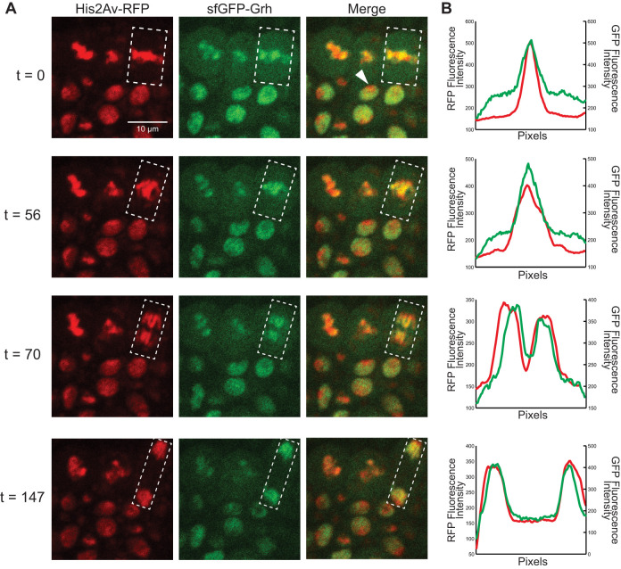 Fig. 1. sfGFP-Grh remains on mitotic chromatin during gastrulation. (A) Cells of embryos expressing His2Av-RFP (chromatin) and sfGFP-Grh. White arrowhead indicates an interphase cell. White box indicates the region of interest where fluorescence intensity was measured. t, time in seconds from initial image. All images are at the same magnification. (Images are extracted frames from Movie 1.) (B) Relative fluorescence intensity for RFP (chromatin) and GFP (Grh), where the x-axis is the total length of the region of interest.