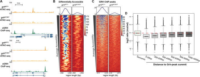 Fig. 5. Grh is required for chromatin accessibility at 11-12 h AEL. (A) UCSC genome browser tracks of ATAC-seq from 11-12 h AEL for grh-null mutant embryos (grhB37/B37), stage-matched, wild-type sibling control (grhB37/+), and stage-matched Grh ChIP-seq (Nevil et al., 2017). (B) Heat maps of regions differentially accessible between the grh mutant and wild-type control. Color scale indicates relative height of ATAC-seq, i.e. accessibility. Heat maps are centered on ATAC-seq peak summits. (C) Heat maps of ATAC-seq data from grh-mutant and wild-type control embryos for all Grh-bound regions as identified by ChIP-seq. Color scale indicates relative height of ATAC-seq, i.e. accessibility. Heat maps are centered on Grh ChIP-seq peak summits. (D) Box plots of log2 ratios of ATAC-seq signal between grh-mutant and wild-type embryos, at windows of increasing distance around Grh ChIP-seq peak summits. Red dashed line indicates average signal of random genomic windows. Boxes represent the upper and lower quartiles around the median. Whiskers indicate the minimum and maximum, and outliers are represented as circles outside of the whiskers.