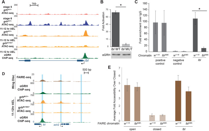 Fig. 6. Grh is not required for local accessibility at the ladybird late promoter. (A) UCSC genome browser tracks of 11-12 h AEL ATAC- and ChIP-seq data at the lbl locus for the genotypes indicated along with wild-type stage 5 and stage 6 ATAC-seq data. (B) Fold activation upon Grh expression of reporters driven by either a wild-type lbl promoter (lbl WT) or the lbl promoter with the Grh-binding site mutated (lbl MUT) transiently transfected into S2 cells. Error bars indicate s.d. *P<0.03 (t-test, n=3). (C) ChIP-qPCR using an anti-Grh antibody performed with chromatin from either wild-type (w1118) embryos or embryos in which the single Grh-binding site in the lbl promoter had been disrupted (lblGBE−). Positive control: Grh-bound locus (slo). Negative control: intergenic region. lbl: region corresponding to Grh-binding site in the lbl promoter. Error bars indicate s.d. *P<0.05 (two-tailed Student's t-test, n=3). (D) UCSC genome browser tracks of ATAC-, ChIP- (Nevil et al., 2017) and FAIRE-seq (McKay and Lieb, 2013) data from of 11-12 h AEL embryos and larval imaginal wing discs. Blue boxes indicate target regions assayed by FAIRE. (E) FAIRE-qPCR results from lbl promoter mutant (lblGBE−) and wild-type (w1118) chromatin at an open region (ash2), a closed region, and the lbl promoter. Error bars indicate s.d. n=3.