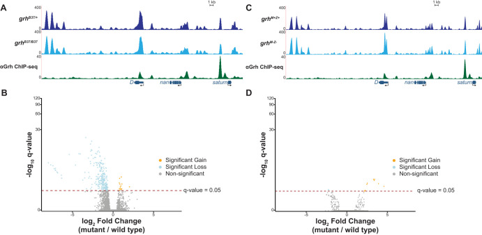 Fig. 4. Grh is not required for chromatin accessibility at gastrulation. (A) UCSC genome browser tracks of single stage 6 embryo ATAC-seq data from either a grh null mutant (grhB37/B37) or wild-type sibling control (grhB37/+) along with ChIP-seq peaks for Grh from stage 5 embryos (Nevil et al., 2017). (B) Volcano plot showing all accessible regions identified. Significance of change in accessibility reported by −log10(q-value) on the y-axis, and magnitude of change by log2(fold change) on the x-axis. Regions that significantly gain (orange) or lose (blue) accessibility are defined as those with a q-value <0.05. Non-significant changes are those with a q-value >0.05 (gray) (see also Fig. S4). (C) UCSC genome browser tracks of a representative locus showing single stage 6 embryo ATAC-seq data from either grh maternal and zygotic depletions (grhM−Z−) or wild-type sibling control (grhM+Z+) along with ChIP-seq peaks for Grh from stage 5 embryos (Nevil et al., 2017). (D) Volcano plot showing all accessible regions identified in the grh maternal and zygotic depletion. Significance of change in accessibility reported by −log10(q-value) on the y-axis, and magnitude of change by log2(fold change) on the x-axis. Regions that significantly gain (orange) or lose (blue) accessibility are defined as those with a q-value <0.05. Non-significant changes are those with a q-value >0.05 (gray).