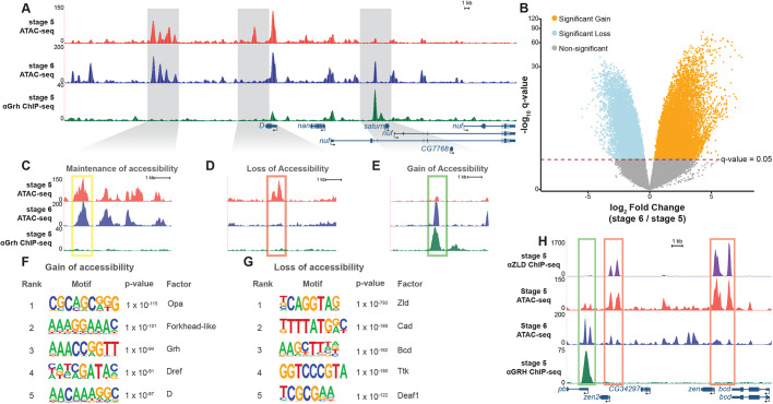 Fig. 3. Widespread changes in chromatin accessibility occur during gastrulation. (A) UCSC genome browser tracks of a representative locus showing single replicates of stage 5 and stage 6 wild-type (grhM+) ATAC-seq along with ChIP-seq peaks for Grh from stage 5 embryos (Nevil et al., 2017). (B) Volcano plot of all accessible regions identified in comparisons between stage 5 and stage 6. Significance of change in accessibility reported by −log10(q-value) on the y-axis, and magnitude of change by log2(fold change) on the x-axis. Regions that significantly gain (orange) or lose (blue) accessibility are defined as those with a q-value <0.05. Non-significant changes are those with a q-value >0.05 (gray). (C-E) Examples of accessible regions that maintain (C), lose (D) and gain (E) chromatin accessibility between stage 5 and stage 6 embryos. (F) Top 5 motifs identified in de novo motif enrichment of regions that gain chromatin accessibility at gastrulation. (G) Top 5 motifs identified in de novo motif enrichment of regions that lose chromatin accessibility at gastrulation. (H) UCSC genome browser tracks of ATAC-seq from stage 5 and stage 6 embryos with ChIP-seq data for Zelda (Zld) (Harrison et al., 2011) and Grh (Nevil et al., 2017). Green box indicates regions with a significant gain in accessibility. Red boxes indicate regions with significant losses in accessibility.