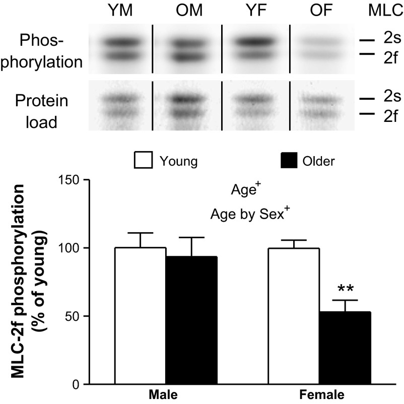 Fig. 9.