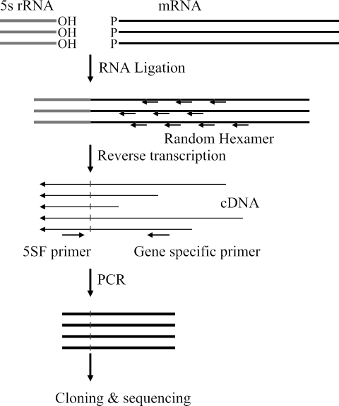 FIG. 1.