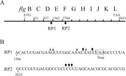 FIG. 2.