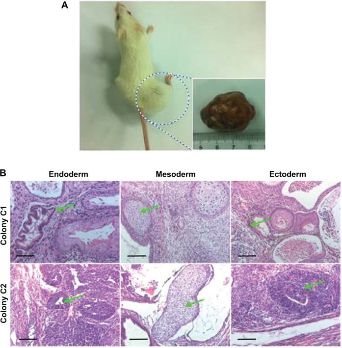 Figure 6