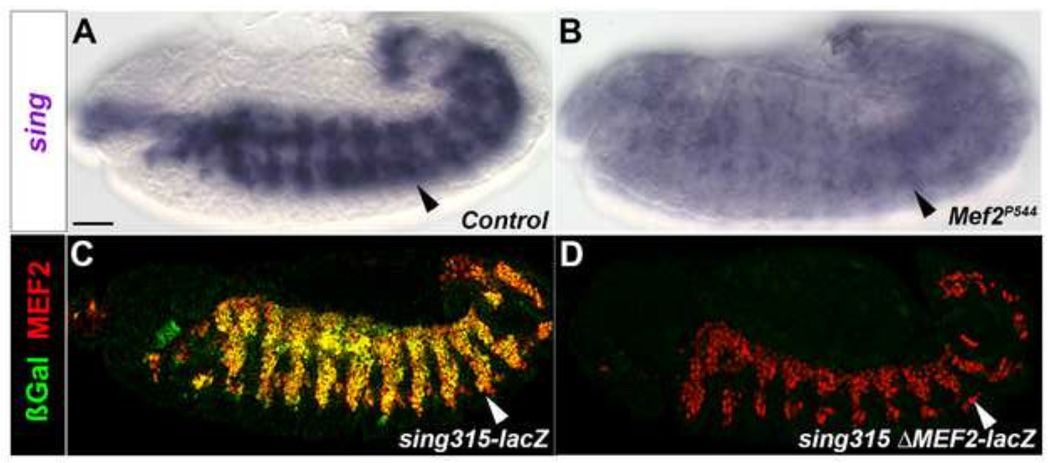 Figure 7