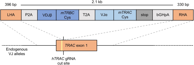 Figure 2