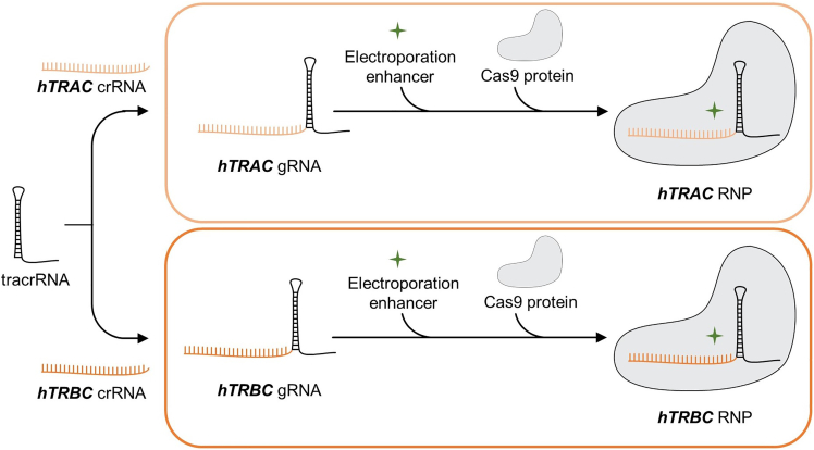 Figure 4