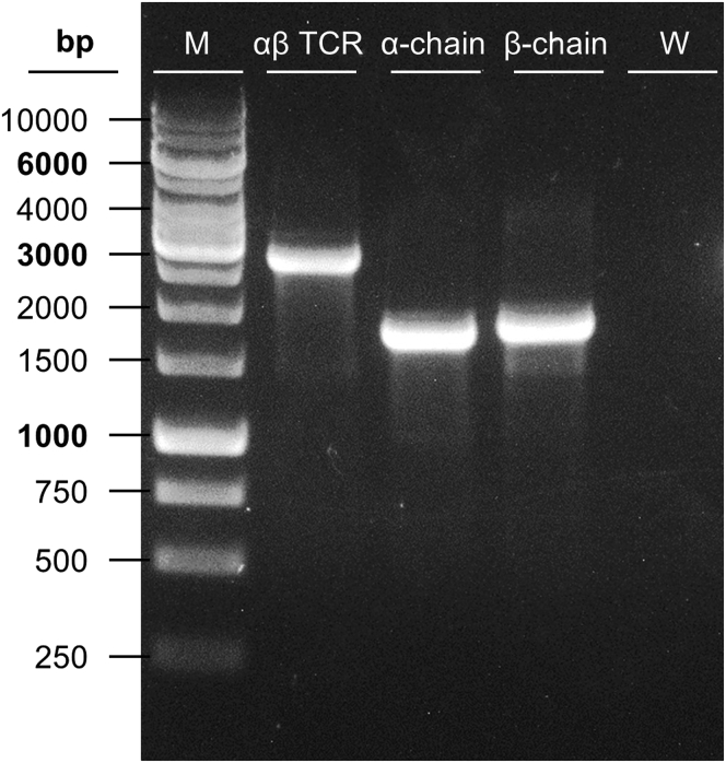 Figure 3