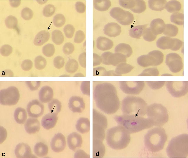 Fig. 1