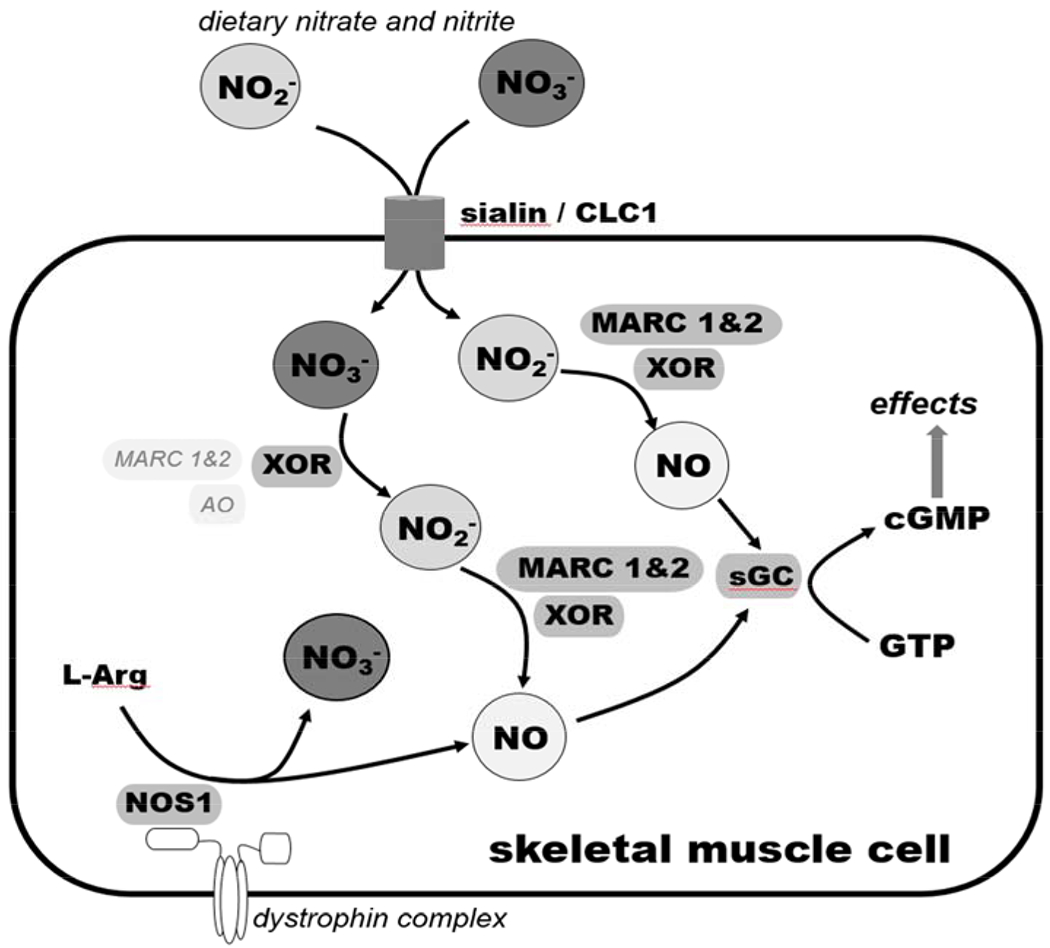 Figure 7.