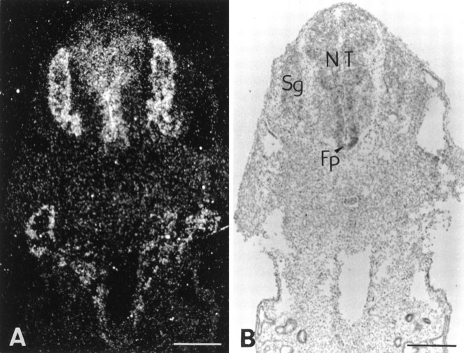 Fig. 8.