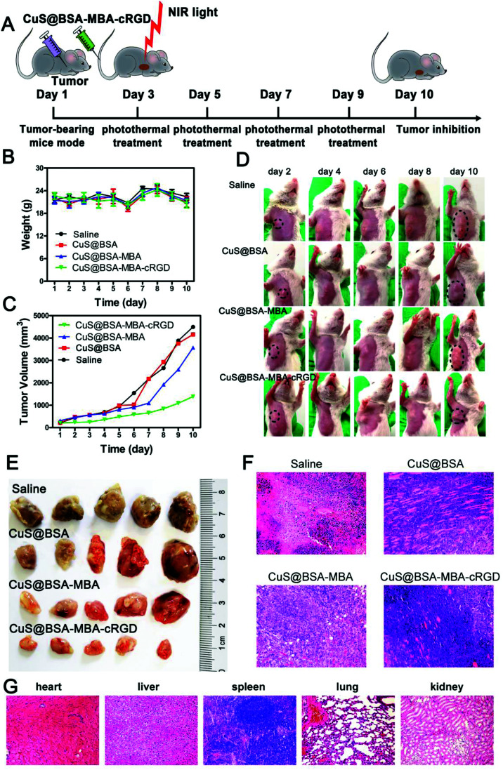 Fig. 13