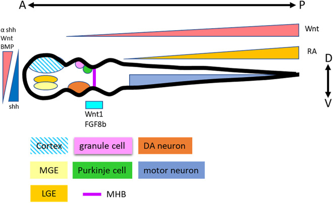 Figure 2.