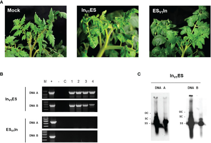 Figure 2