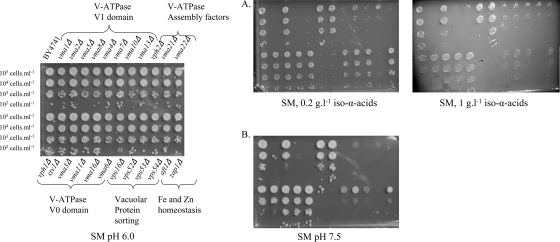 FIG. 4.