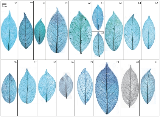 Figure 11