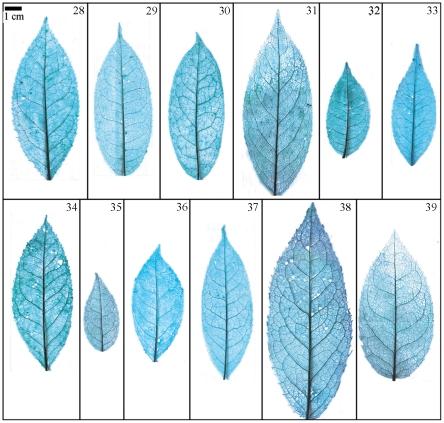 Figure 9