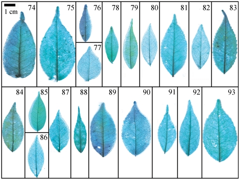 Figure 12