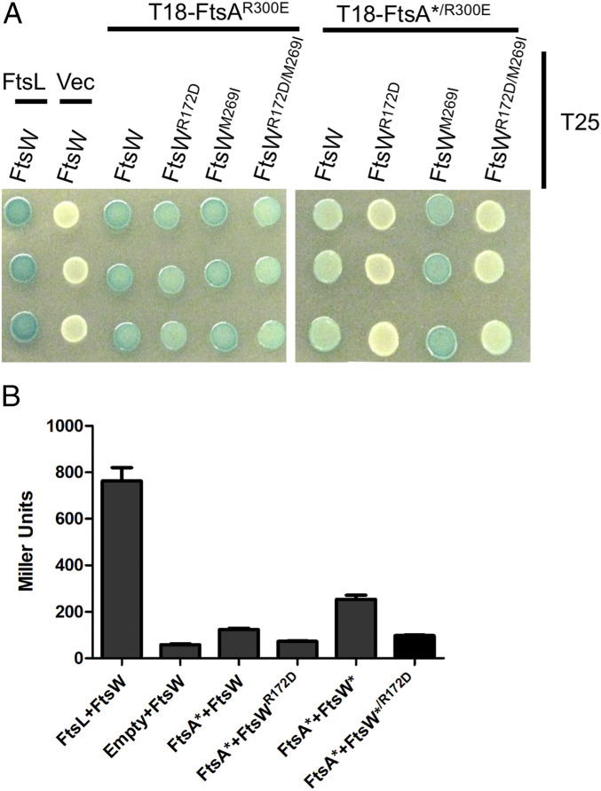 Fig. 10.