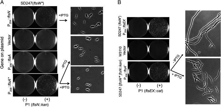 Fig. 5.