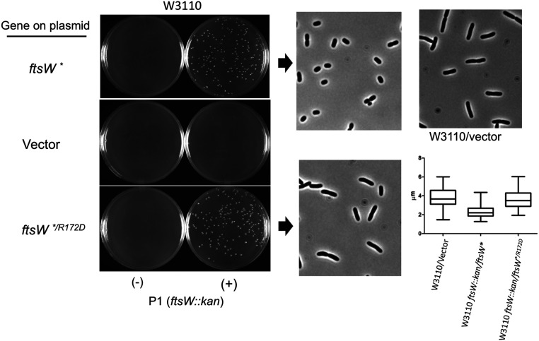 Fig. 9.