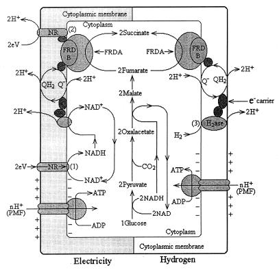 FIG. 8