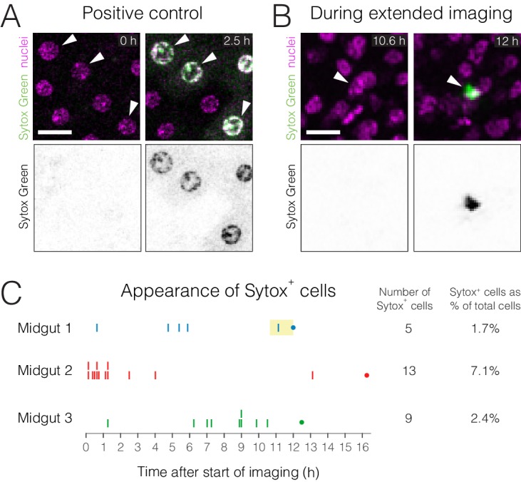 Figure 1—figure supplement 3.