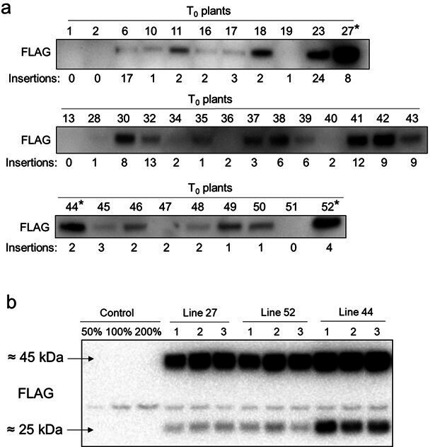 Figure 2—figure supplement 1.