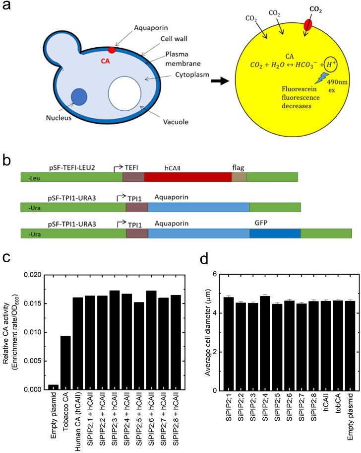 Figure 1—figure supplement 2.