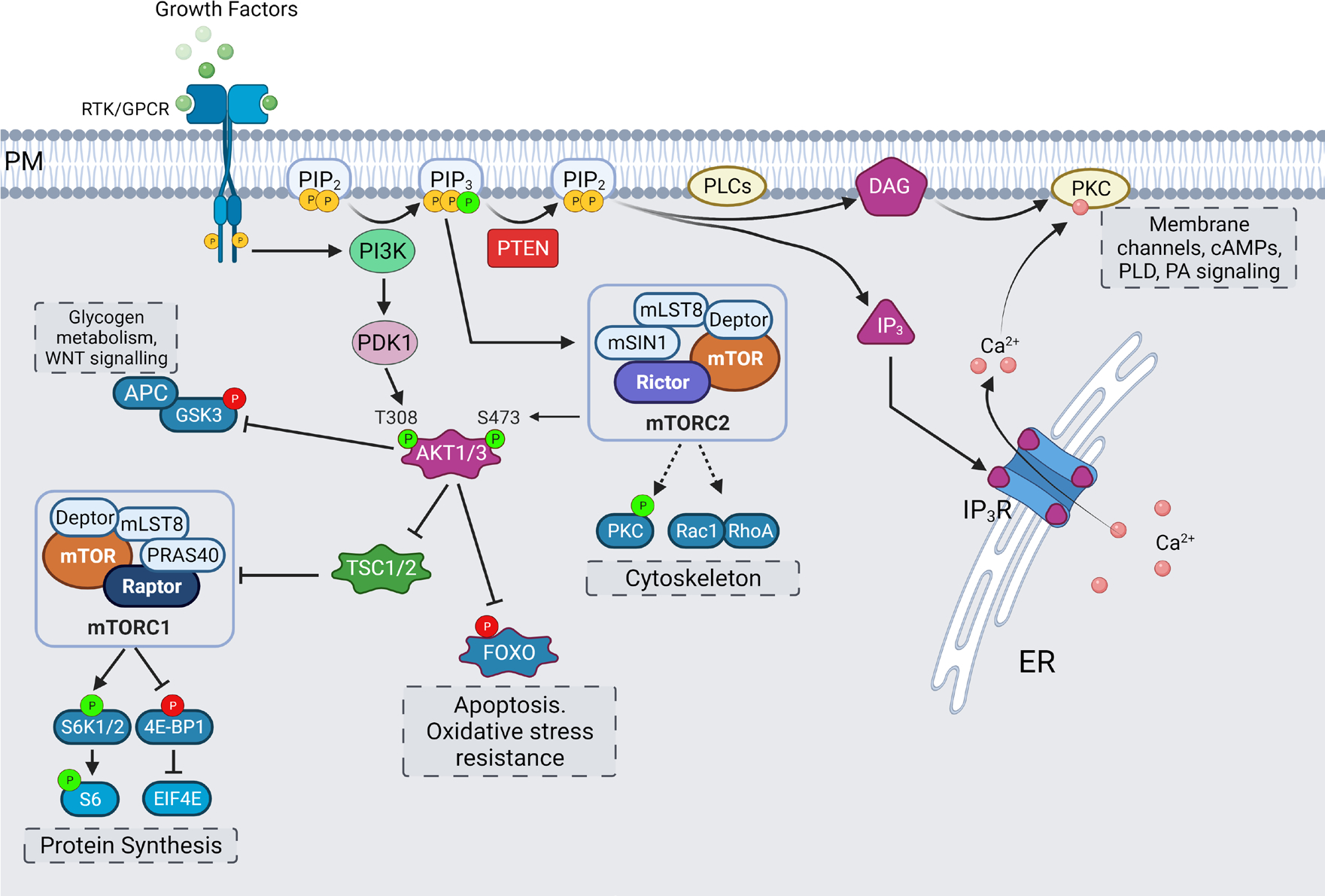 Striking a balance: PIP2 and PIP3 signaling in neuronal health and ...