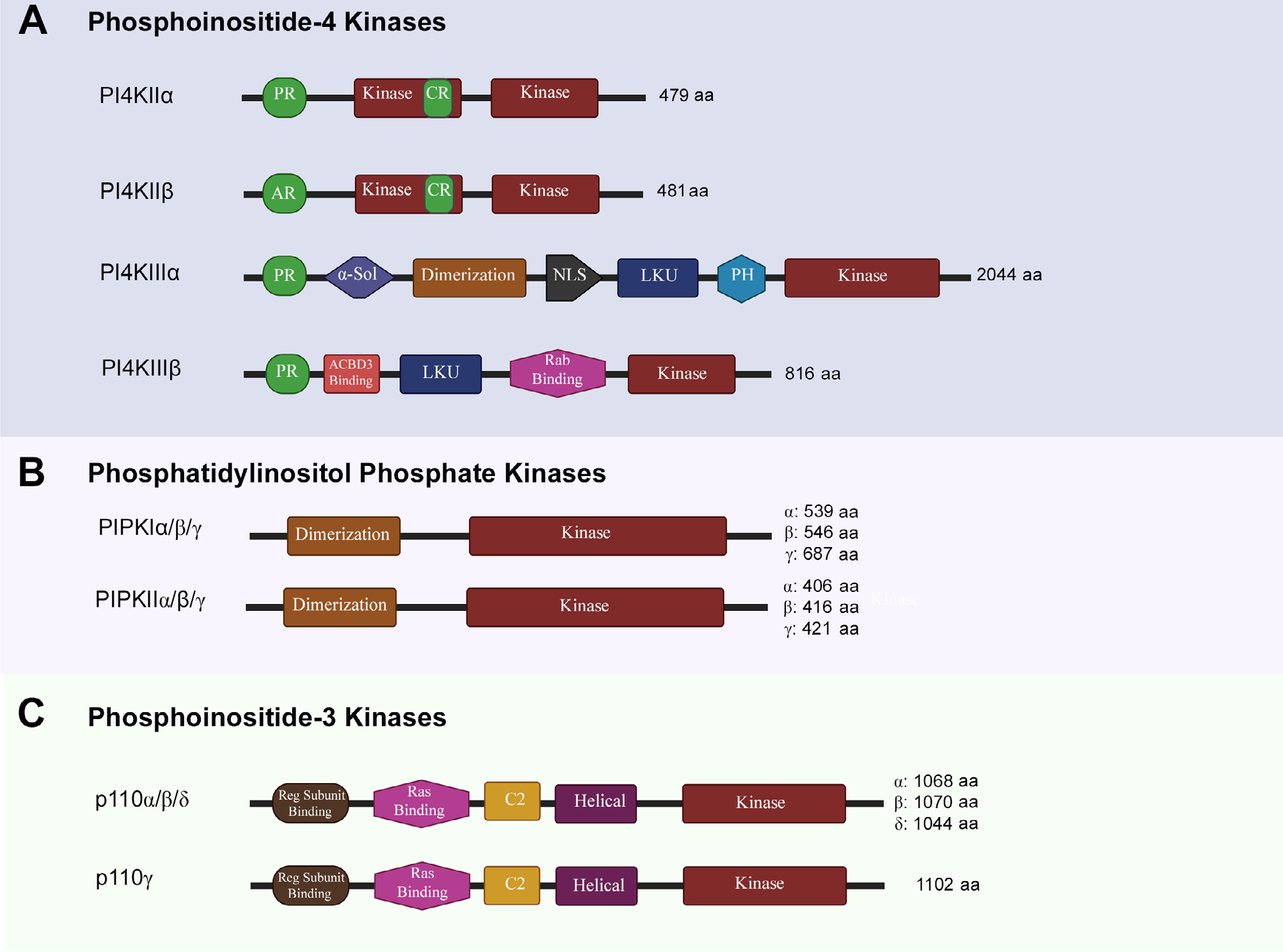 Striking a balance: PIP2 and PIP3 signaling in neuronal health and ...