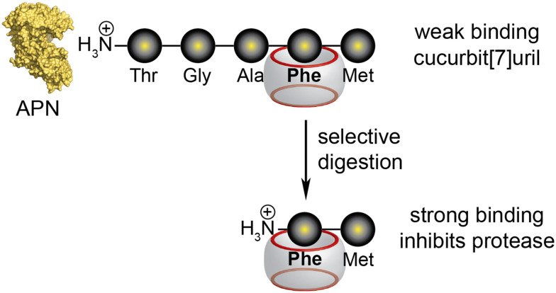 Fig. 24