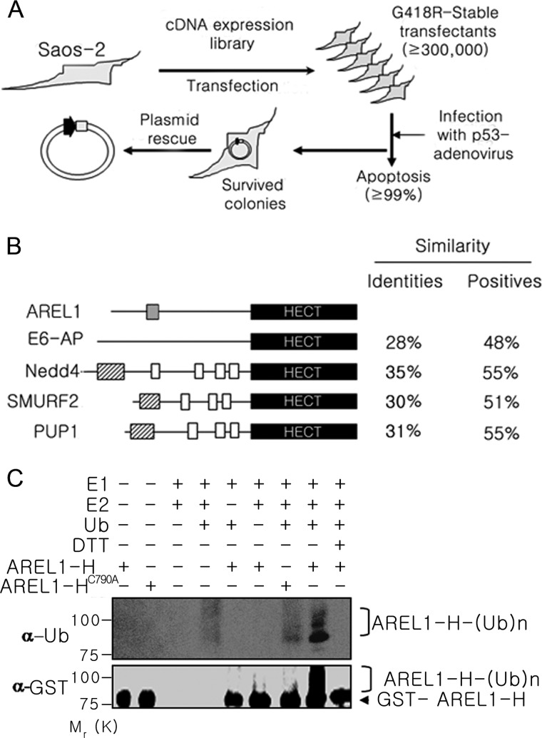 FIGURE 1.