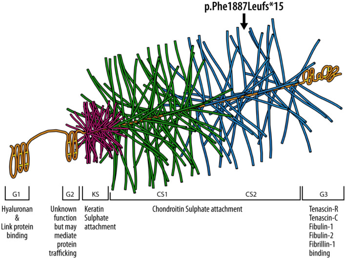 FIGURE 1