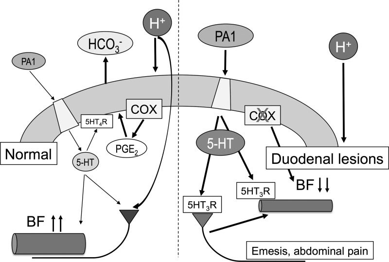 Fig. 10.