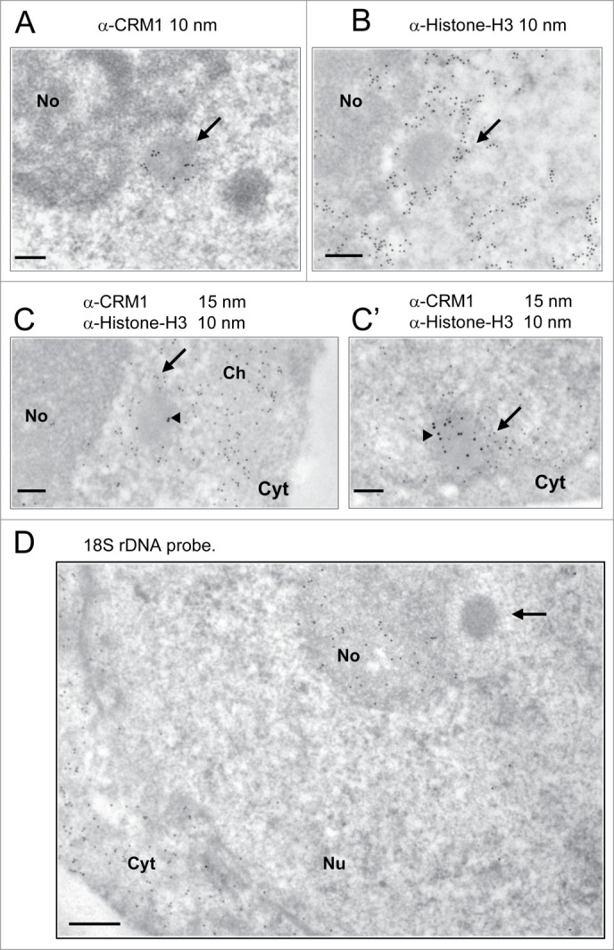 Figure 5.