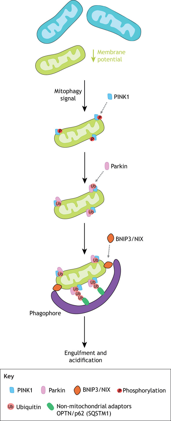 Fig. 5.