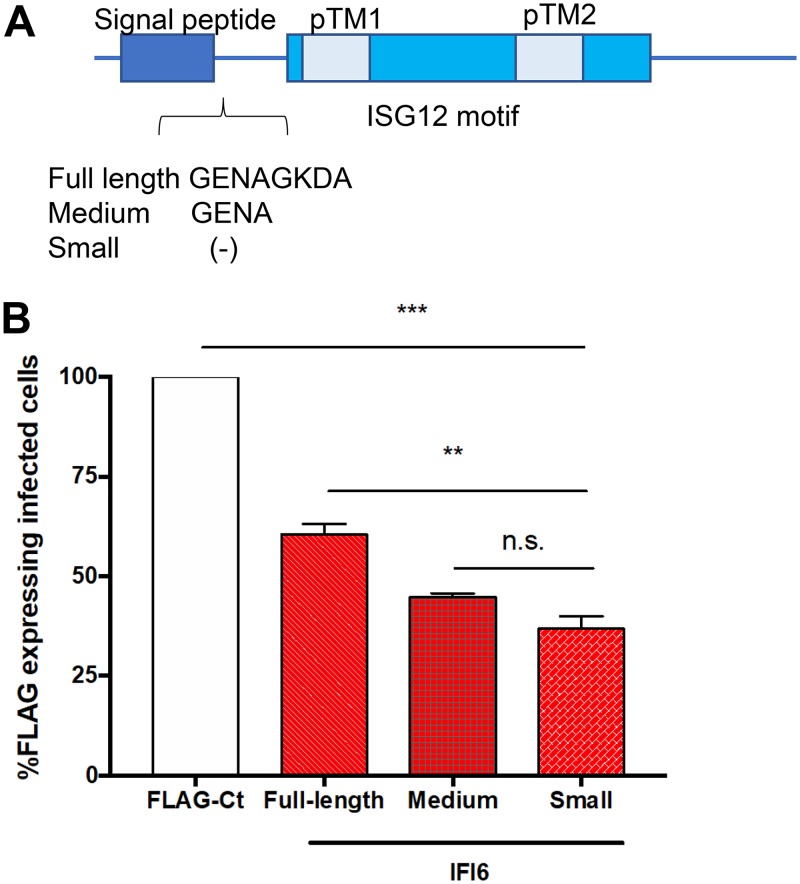 FIG 6