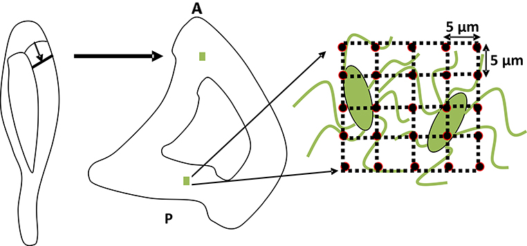 Figure 5.