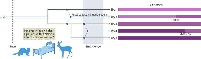 Box 1 The origin of SARS-CoV-2 variants of concern and the Omicron complex