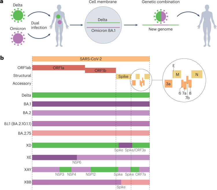 Box 2 SARS-CoV-2 recombinants