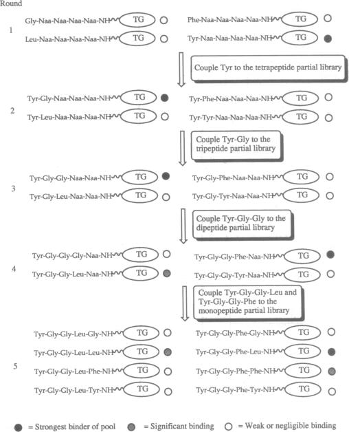 graphic file with name pnas01146-0153-a.jpg