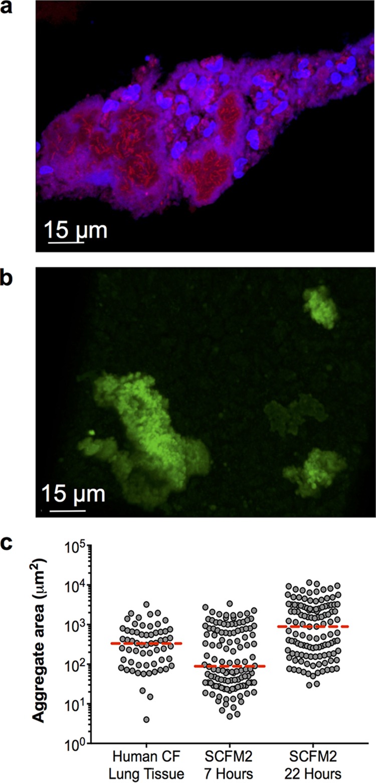 FIG 1 