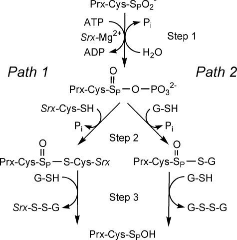 FIGURE 1.