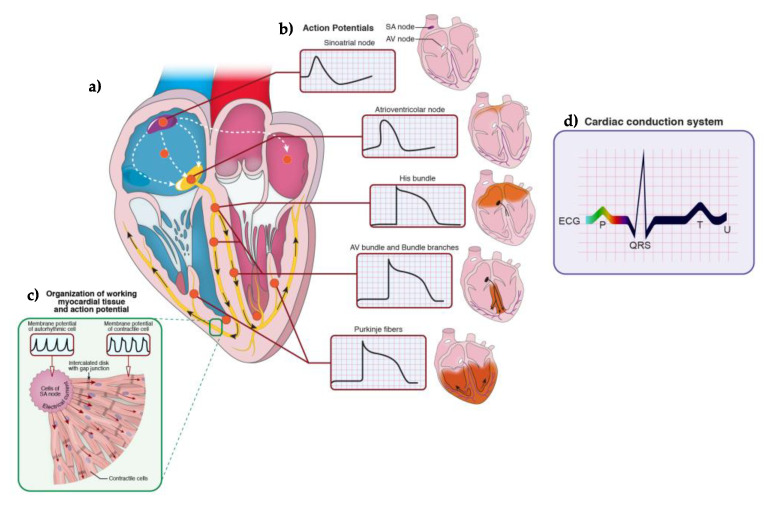 Inherited And Acquired Rhythm Disturbances In Sick Sinus Syndrome 