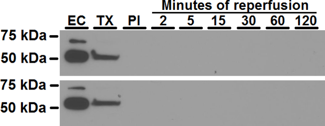 Figure 11.